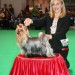 Crufts 2011 Open Class – VHC &#9830; 
Many thanks to the Judge of breed - Joe Magri (England)