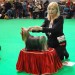 Crufts 2011 Open Class – VHC &#9830; 
Many thanks to the Judge of breed - Joe Magri (England)