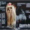 Discussion about the BREED STANDARD by Henrik Johansson